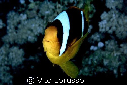 Fishs - Amphiprion bicinctus by Vito Lorusso 